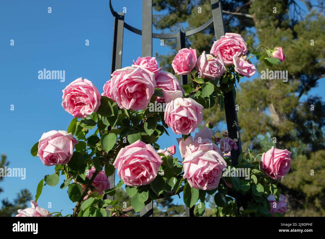 Blass rosa altmodische Kletterrose blüht auf dem klaren blauen sk Stockfoto