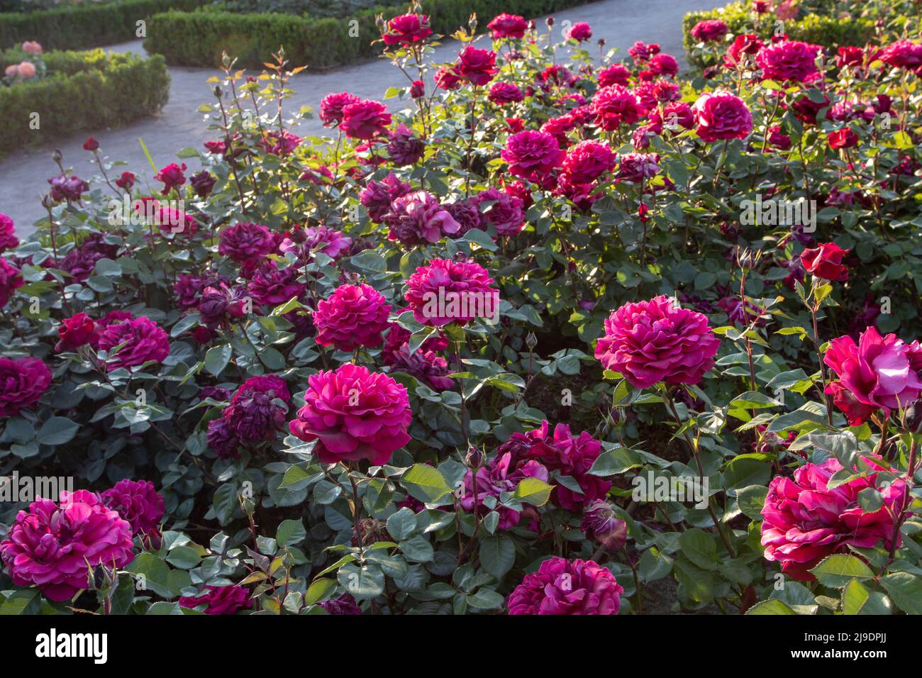 Dunkelmagentafarbene Rose blüht bei Sonnenuntergang im Garten. Stockfoto