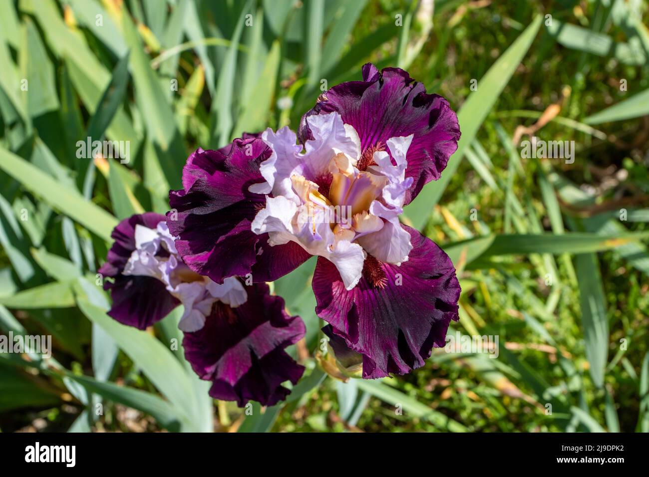 Bärtige Iris-Sorte blüht mit hellblauen Standards dunkelvioletten Stürzen und braunem Bart. Stockfoto