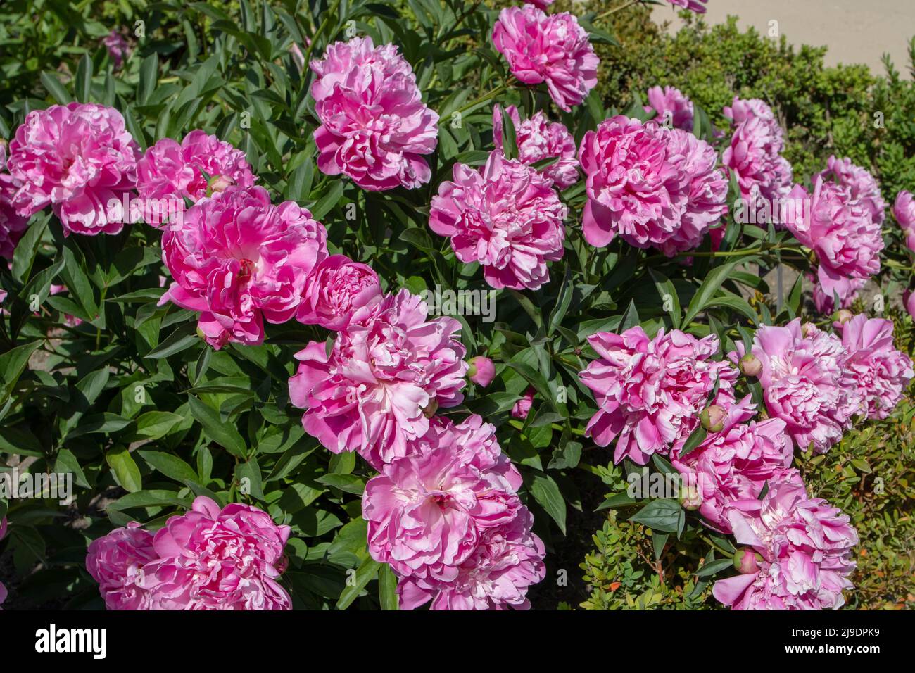 Krautige Pfingstrosen, rosa Doppelblüten und grünes, üppiges Laub Stockfoto
