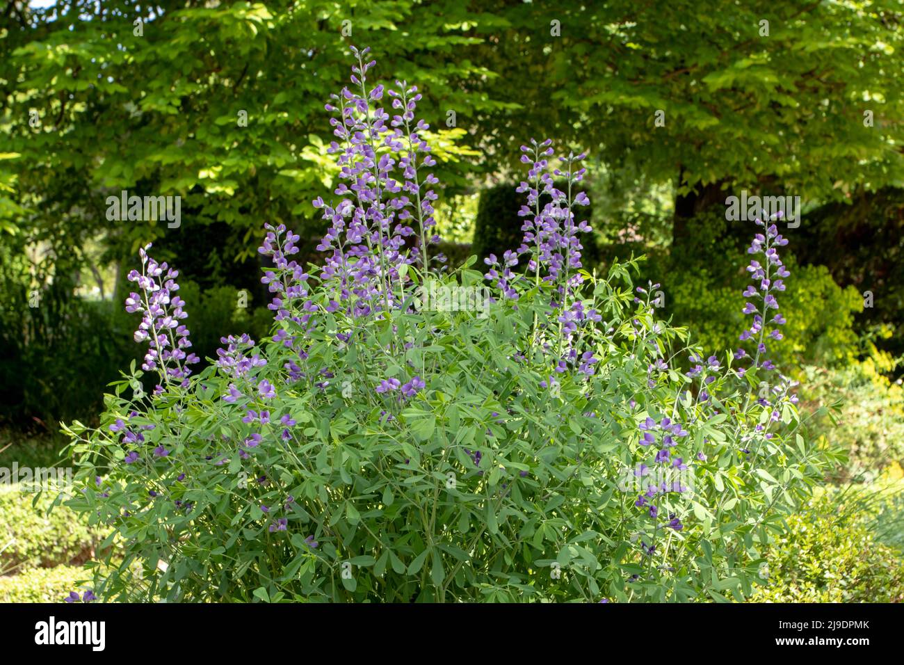 Baptizia australis oder blaue wilde Indigo- oder blaue False Indigo-Pflanze mit blauen Blüten und dreiblättrigen Blättern Stockfoto