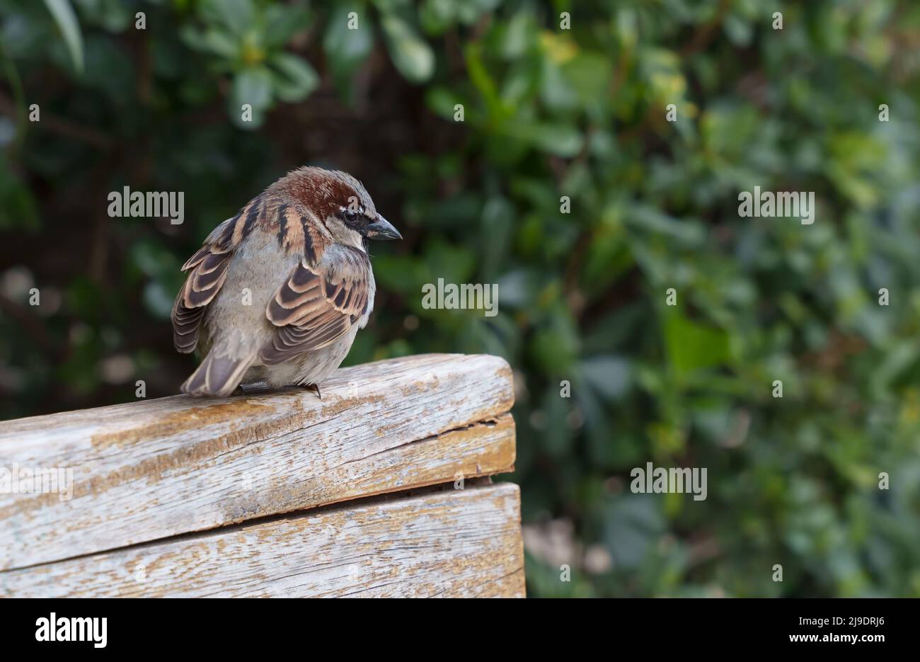 Eine Nahaufnahme eines Spatzenvogels, der auf einer Holzbank thront. Portrait des eurasischen Baumspergels, Ornithologie und Vogelbeobachtungskonzept. Sperling bir Stockfoto
