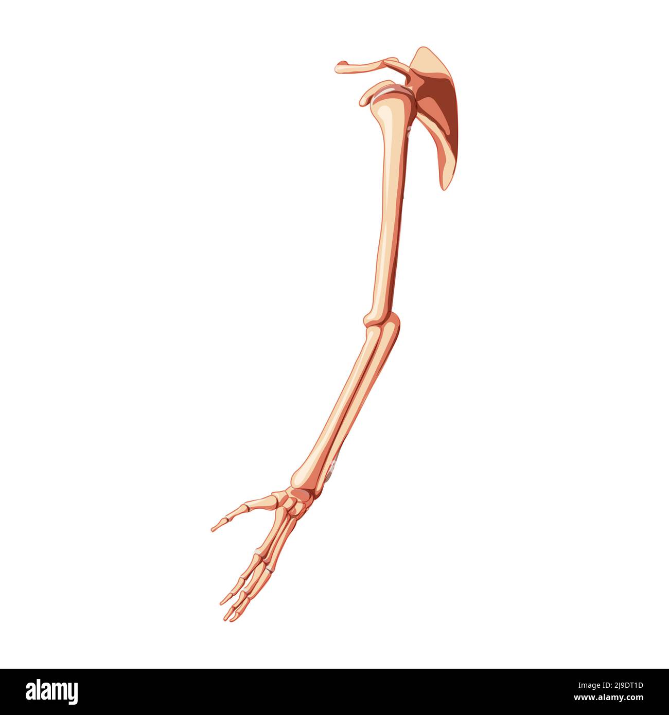 Oberer Extremitätenarm mit Schultergürtel Skelett Seitenansicht der menschlichen Seite. Anatomisch korrekte Hände Schlüsselbein, Scapula realistische flache natürliche Farbe Konzept Vektor-Illustration isoliert auf weißem Hintergrund Stock Vektor