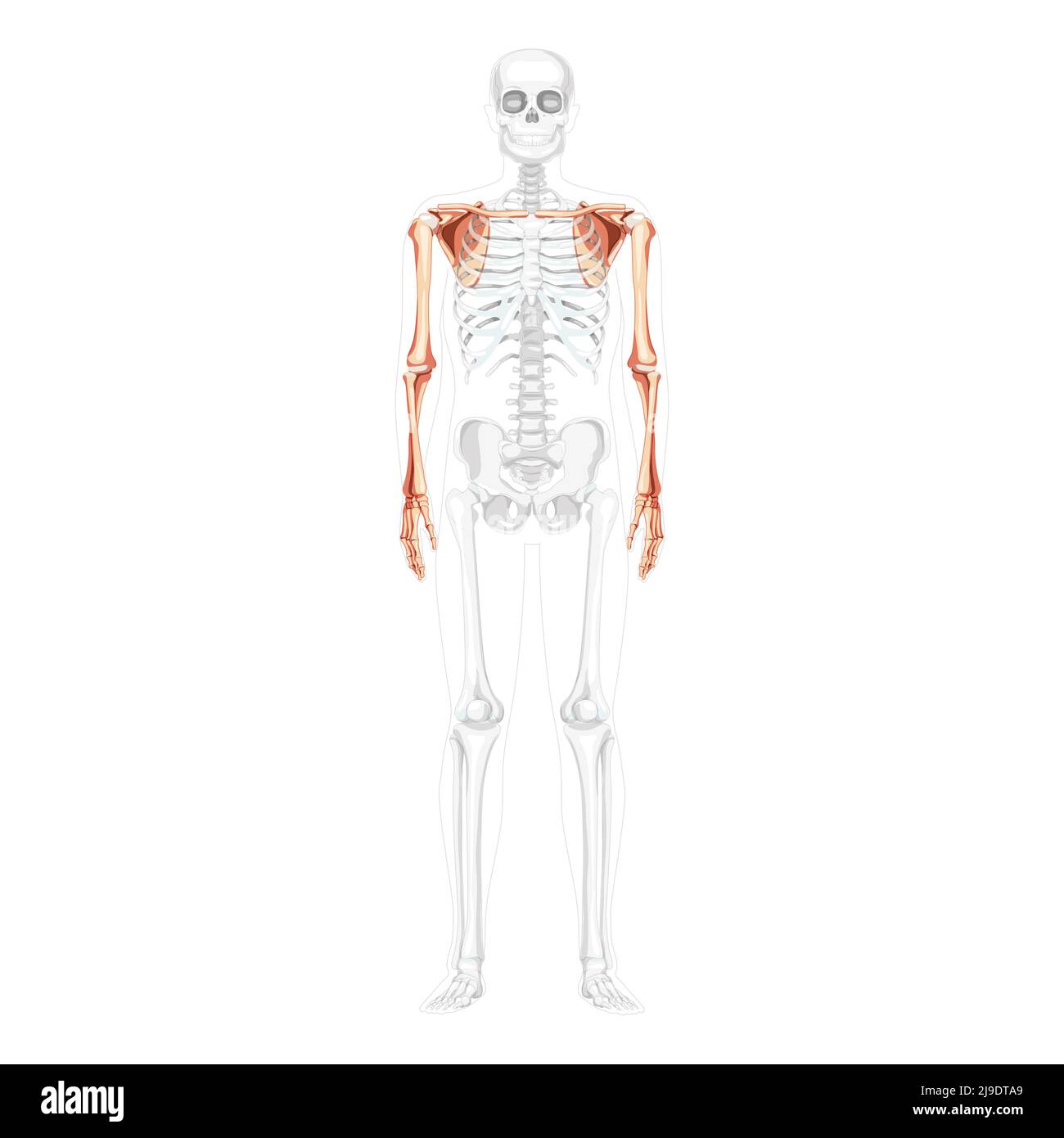 Skelett obere Extremitäten Arme mit Schultergurt menschliche Vorderansicht mit teilweise transparenter Knochenposition. Anatomisch korrekte Hände, Schulterblatt, Unterarme realistisch flach Vektordarstellung isoliert Stock Vektor