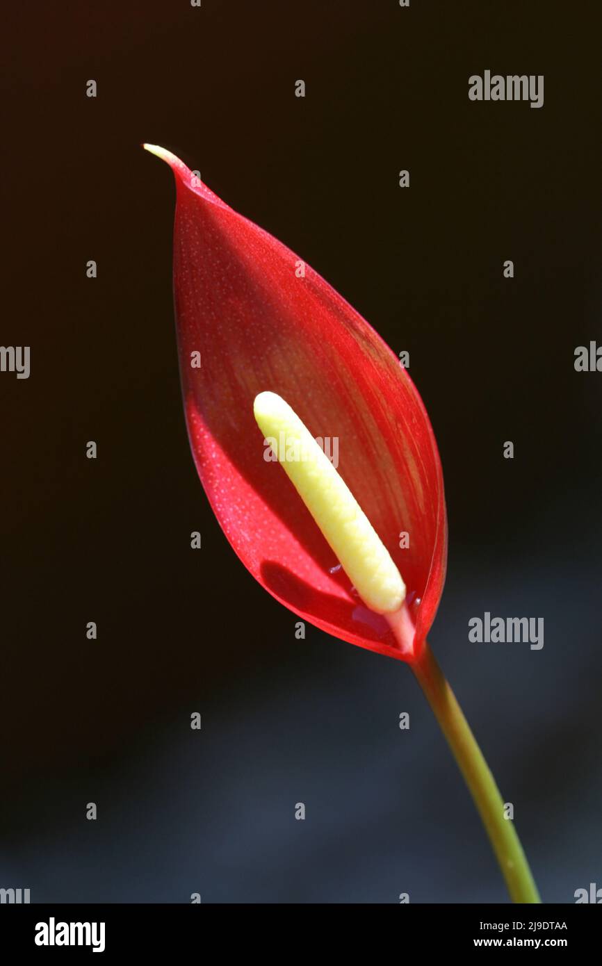 STUDIO-BILD EINER EINZELNEN ROTEN ANTHURIUMBLÜTE AUF SCHWARZEM HINTERGRUND. Stockfoto