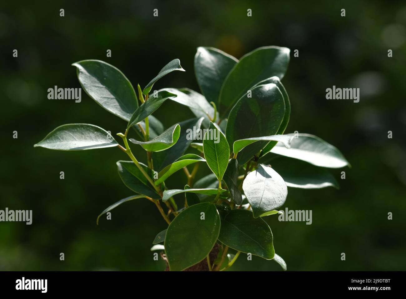 Bonsai-Ficus-Baum aus der Nähe, selektiver Fokus, mit grünen Blättern und verschwommenem Hintergrund. Unschärfter grüner Natur-Hintergrund. Vergossene Ficus Bonsai . Hochwertige Fotos Stockfoto