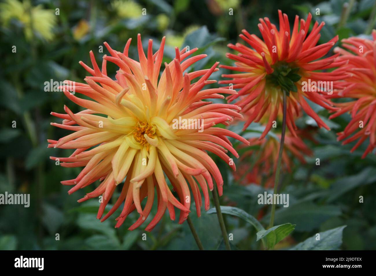 NAH AUFNAHME VON DAHLIA PINNATA BI-COLOR BLÜTEN DER SORTE 'ELEANOR FIESTA' IN VOLLER BLÜTE. Stockfoto