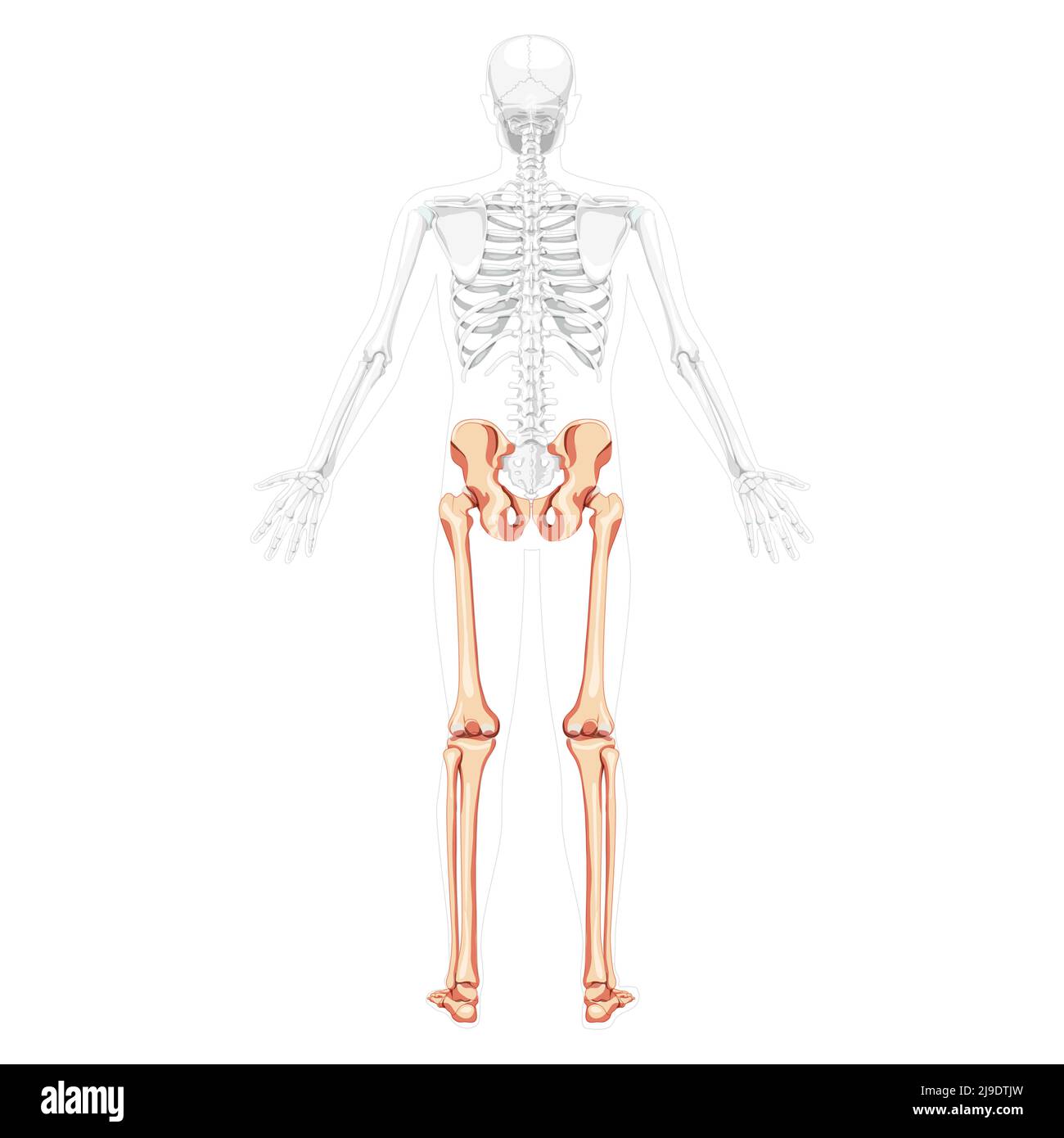 Untere Gliedmaßen menschliches Becken mit Beinen, Oberschenkeln Füße, Knöchel Skelett Rückansicht mit seitlich offenen Armhaltungen teilweise transparenter Körper. Anatomie 3D realistisches flaches Konzept Vektor-Illustration von isoliert auf weiß Stock Vektor