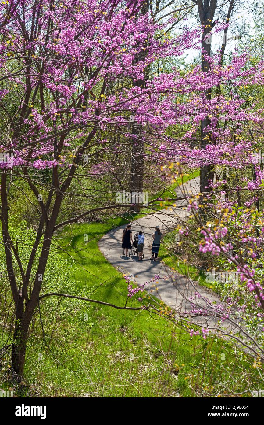 New Boston, Michigan - die Menschen gehen auf einem Pfad im Lower Huron Metropark, wo die Bäume der Eastern Redbud (Cercis canadensis) blühen. Stockfoto