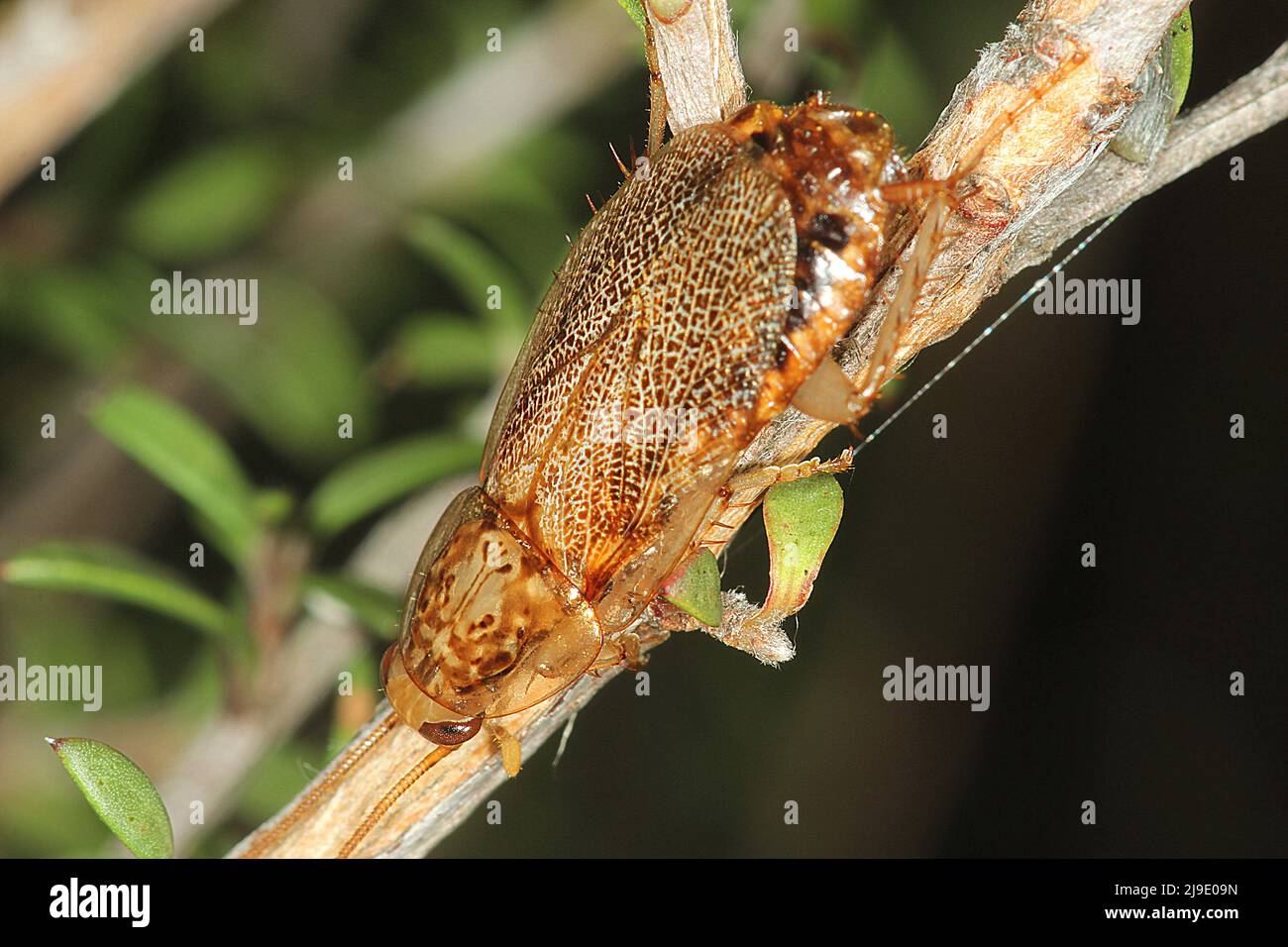 Holzschabe ( Parellipsidion sp.) auf dem manuka-Zweig Stockfoto