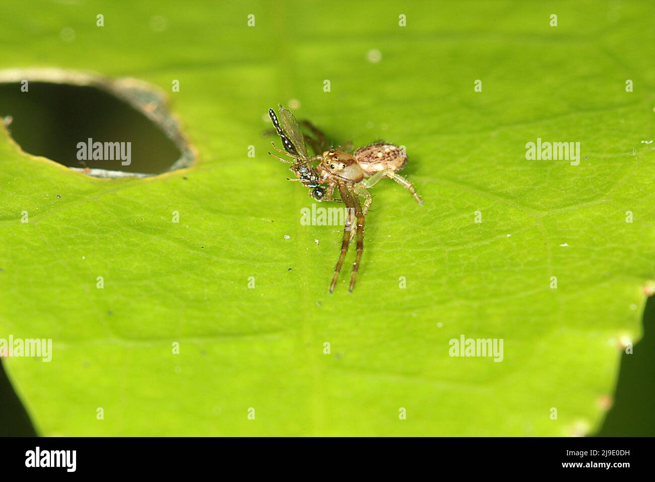 Blumenspinne (Dianea ambara), die eine Fliege frisst Stockfoto