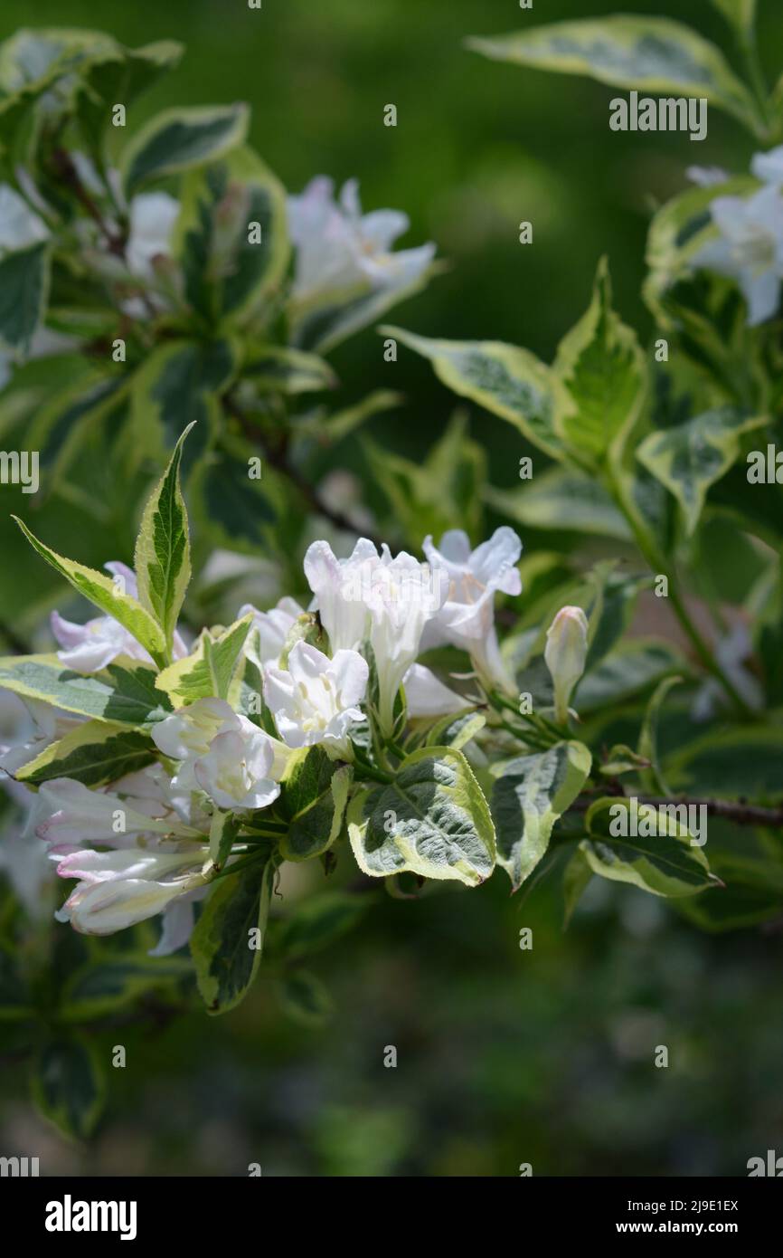 Nahaufnahme von Weigela-Blüten. Weigela, ein Mitglied der Familie der Geißbären, ist ein im Garten herausragender Strauch, der im frühen Frühjahr blüht. Stockfoto