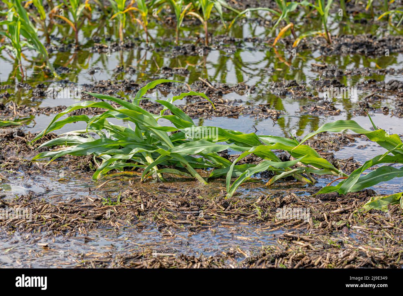 Kornfeld-Überschwemmung mit Ernteschäden. Pflanzenversicherung, Bodenschutz und Unwetterkonzept. Stockfoto