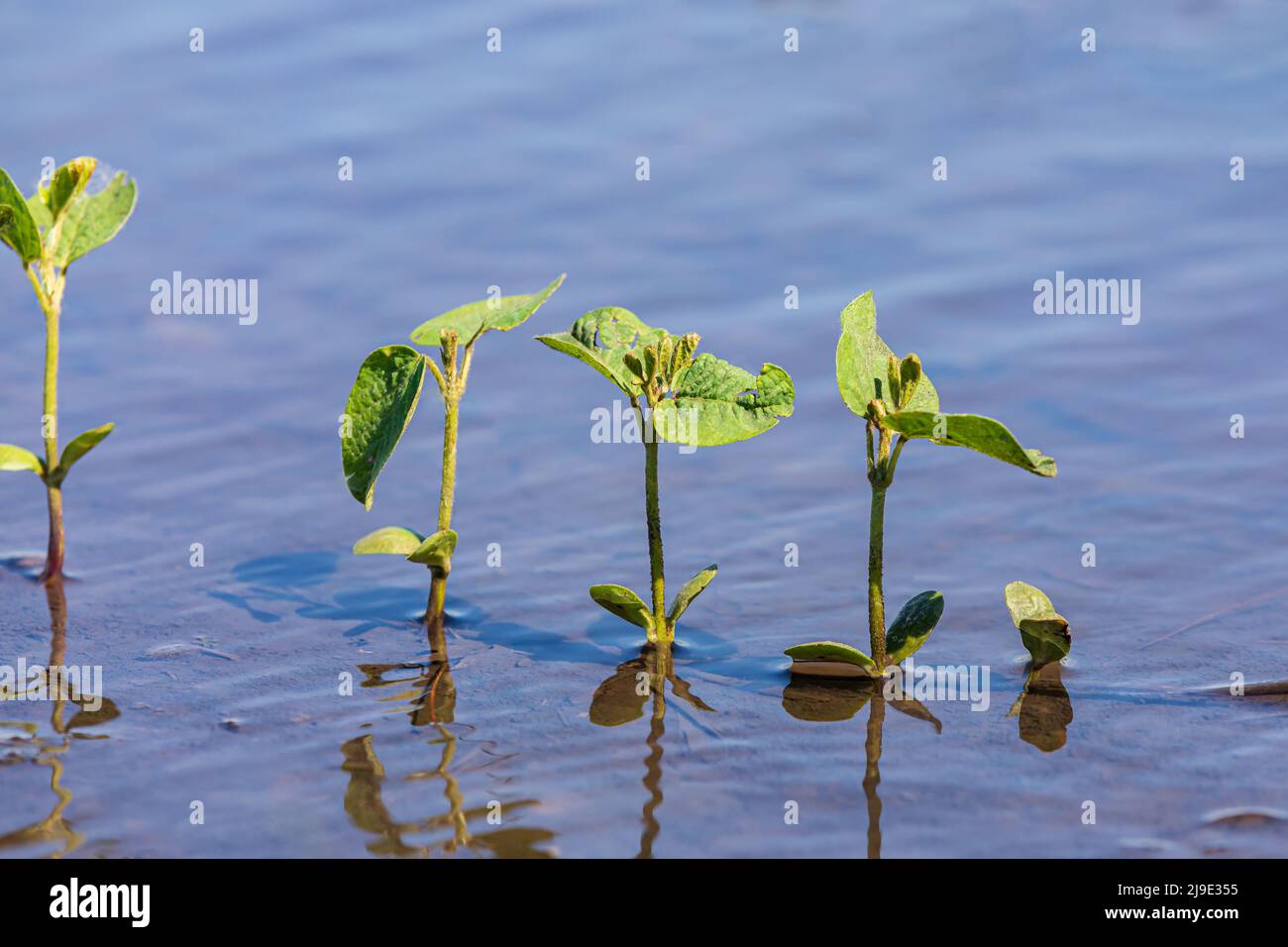 Sojabohnenpflanzen in überschwemmten Feldern. Konzept der Feldflutung, Ernteschäden und Ernteversicherung. Stockfoto