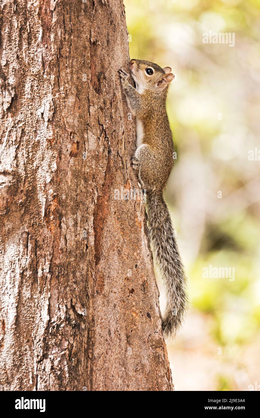 Das Eichhörnchen, das senkrecht auf der Rinde des Baumes liegt Stockfoto