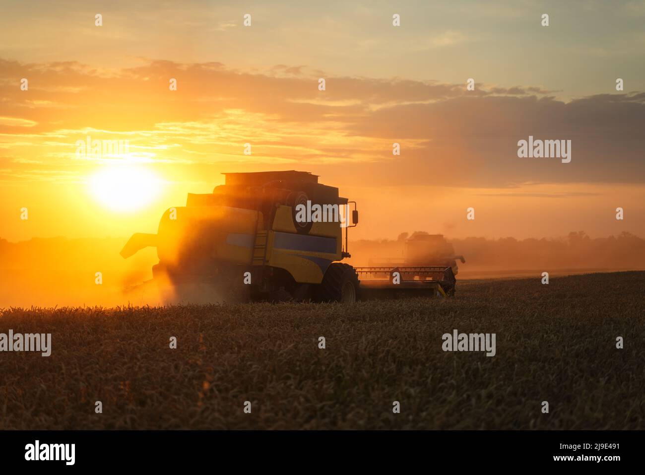 Mähdrescher ernten reifen Weizen. Reife Ähren gold Feld auf den Sonnenuntergang bewölkt orange Himmel Hintergrund. . Konzept für eine reiche Ernte. Landwirtschaft Stockfoto