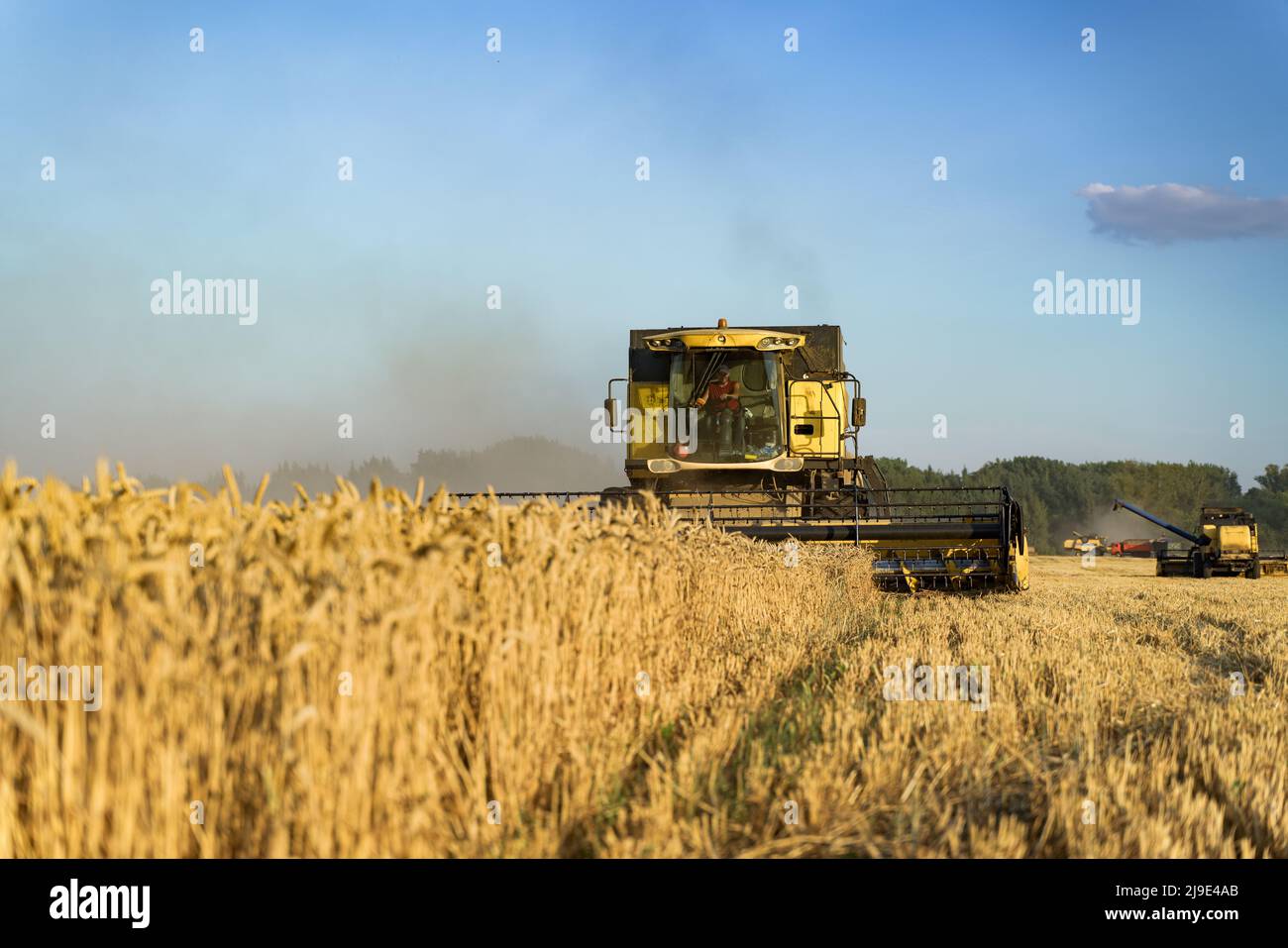 Mähdrescher ernten reifen Weizen. Reife Ähren gold Feld auf den Sonnenuntergang bewölkt orange Himmel Hintergrund. . Konzept für eine reiche Ernte. Landwirtschaft Stockfoto