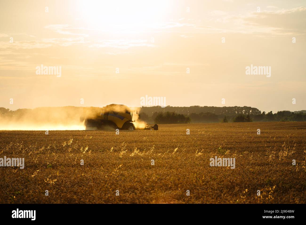 Mähdrescher ernten reifen Weizen. Reife Ähren gold Feld auf den Sonnenuntergang bewölkt orange Himmel Hintergrund. . Konzept für eine reiche Ernte. Landwirtschaft Stockfoto