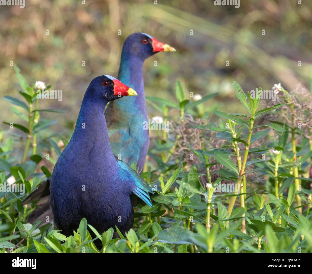 Das Paar lila Gallinulen (Porphyrio martinicus) in einem Waldsumpf, Brazos Bend State Park, Texas, USA Stockfoto