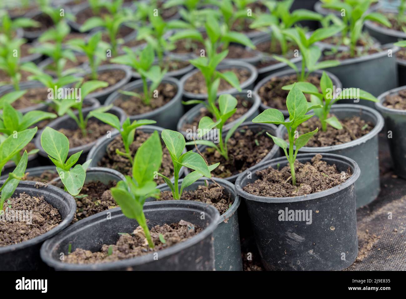 Bulgarische Pfeffer Sämlinge wachsen in einem Kunststofftablett Stockfoto