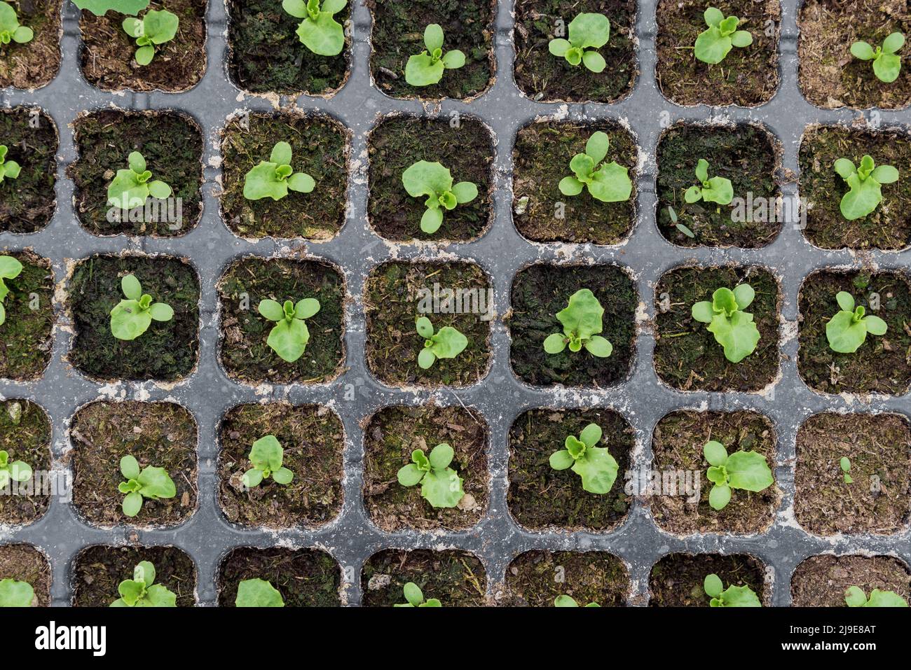 Grüner Salat-Sämling im Anbautablett. Draufsicht. Stockfoto
