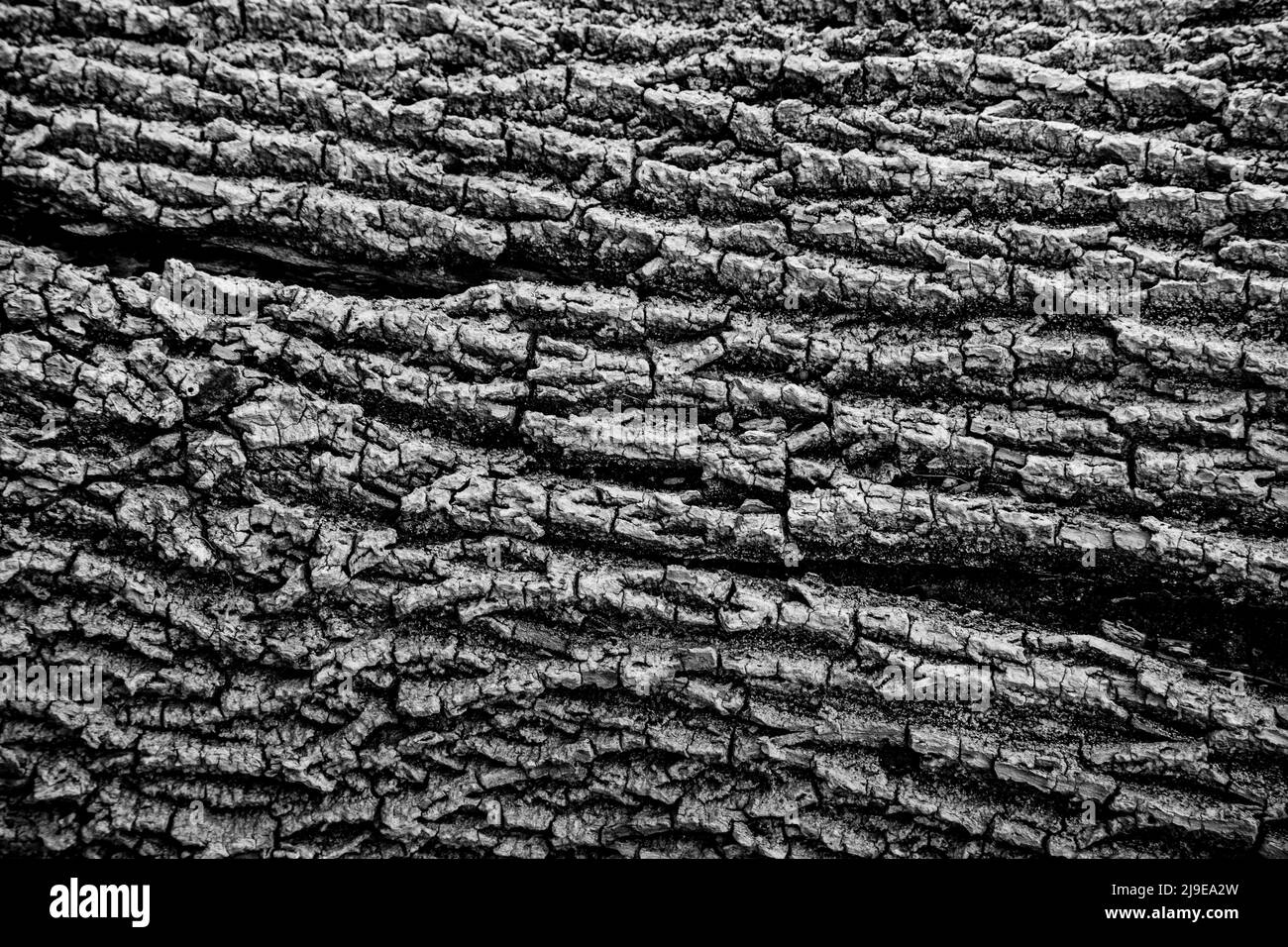 Eine Schwarz-Weiß-Nahaufnahme eines Baumstamms. Kann als Hintergrund, Tapete, Textur, Muster oder abstrakte - Stock-Fotografie verwendet werden Stockfoto