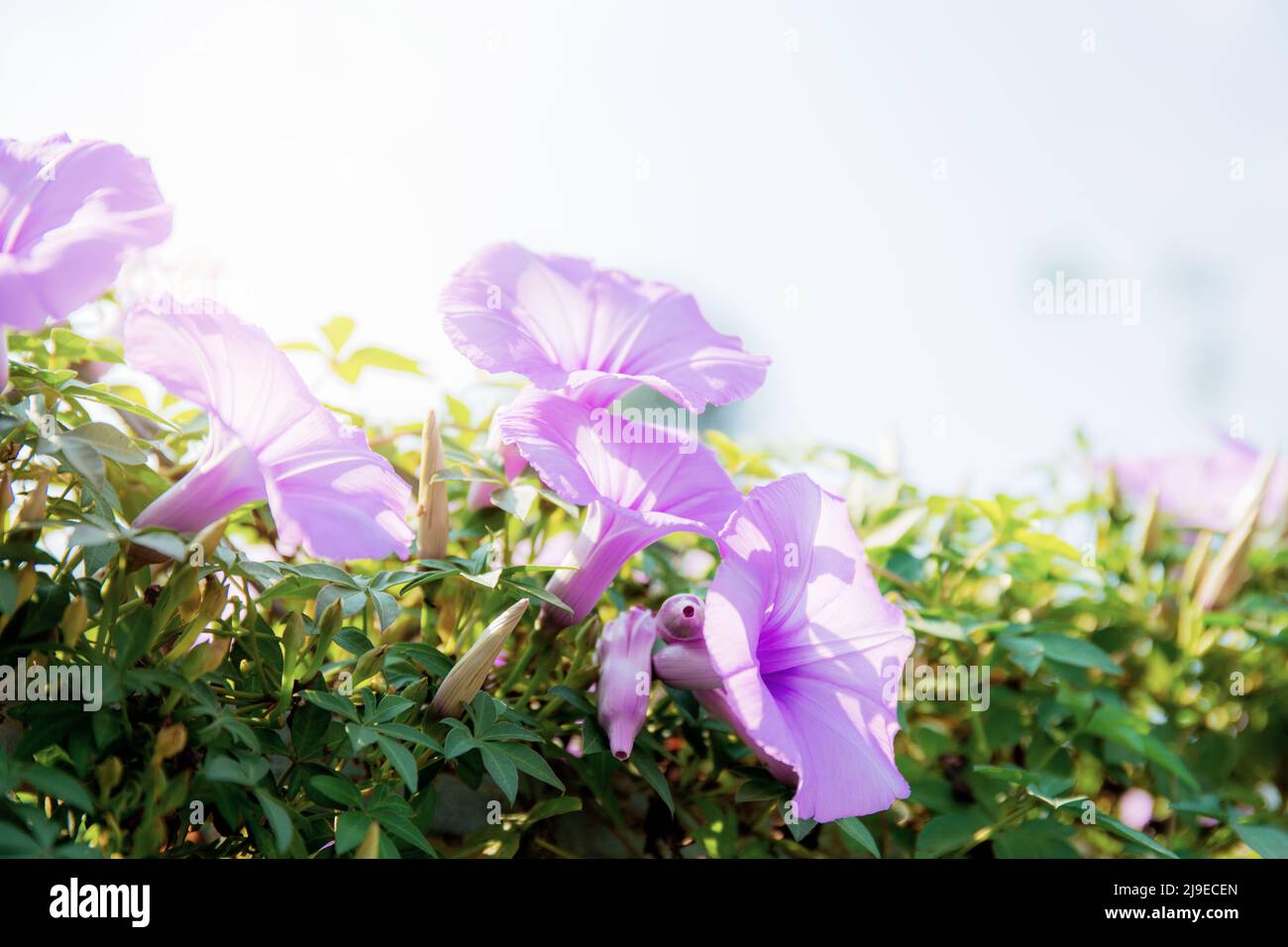 Lila Blume auf Zaun mit dem Sonnenlicht im Sommer. Stockfoto
