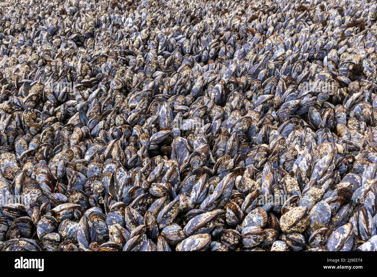 Wilde schwarze Muscheln, die dicht beieinander auf Küstengesteinen im J V Fitzgerald Marine Reserve, Kalifornien, wachsen Stockfoto