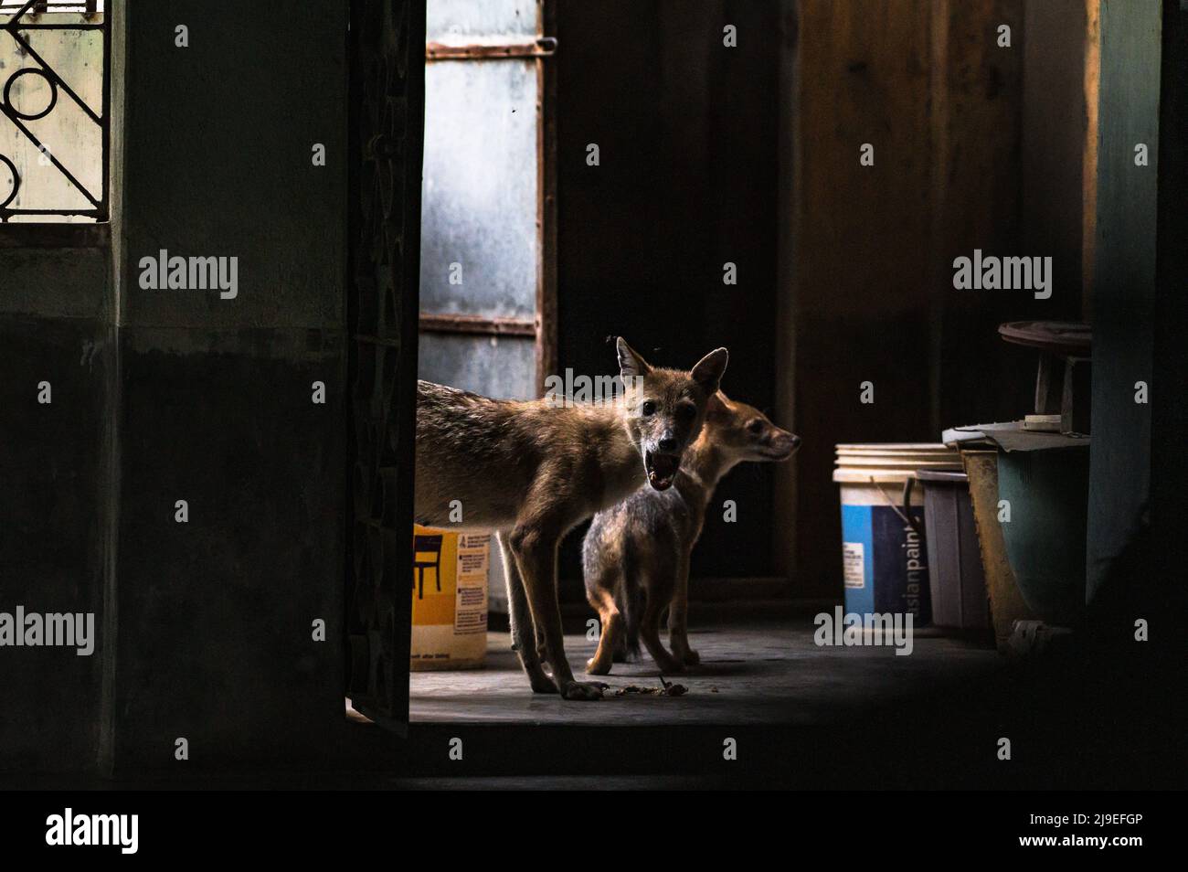 Tehatta, Westbengalen, Indien. 21.. Mai 2022. Eine wilde goldene Schakale (Canis aureus) Mutter und ihr Junge betraten mittags ein Haus zum Essen. Das Baby schnüffelte neugierig alle Dinge neben ihm, als es versuchte, das Zimmer des Hauses zu betreten, und ihre Mutter brüllte sofort und warnte sie. Dieses Foto wurde vor dem Internationalen Tag der biologischen Vielfalt 2022 in Tehatta aufgenommen. Der Goldschakal (Canis aureus) ist ein wolfähnlicher Canid, der in Osteuropa, Südwestasien, Südasien und Regionen Südostasiens beheimatet ist. (Bild: © Soumyabrata Roy/Pacific Press via ZUMA Press Wire) Stockfoto