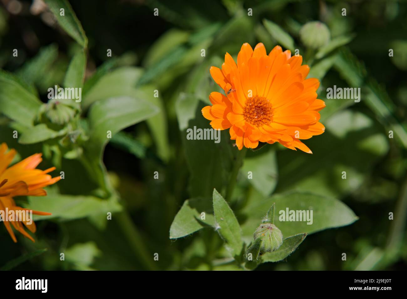 In der Nähe von blühender Ringelblume Stockfoto