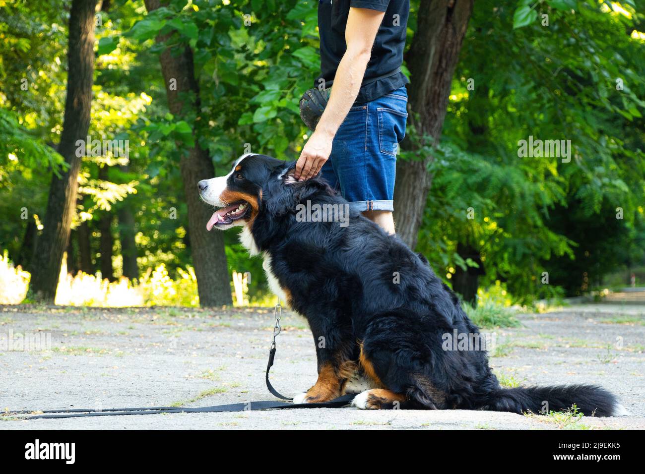 berner Berghund im Park im Sommer für Spaziergänge in der ukraine, reinrassig Hund, Trainingshund Stockfoto