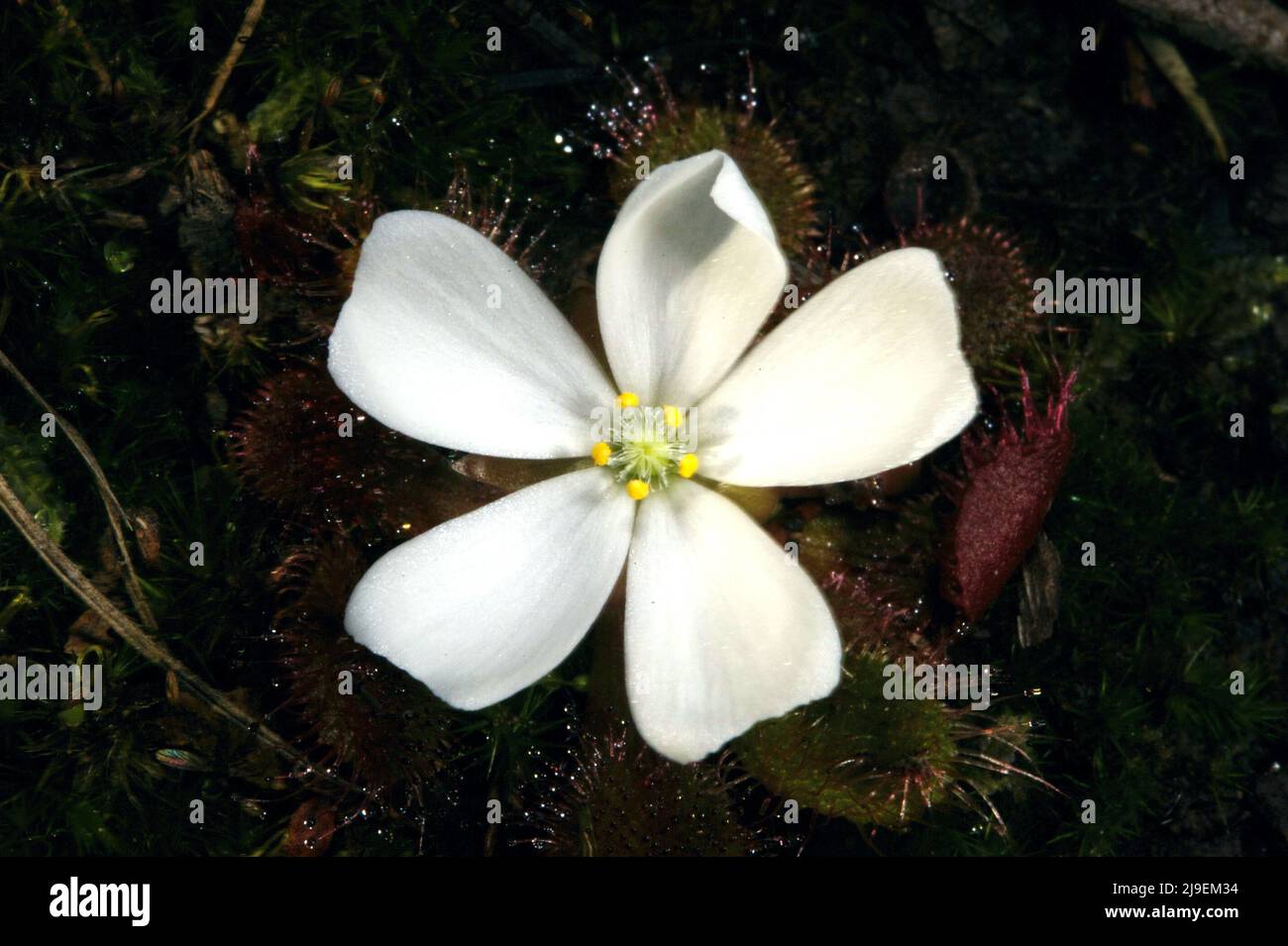 Eine hübsche Killerblume. Dieser duftende Sonnentau (Drosera Whitakerii) zieht Insekten mit seiner duftenden Blume an und fängt sie dann auf seinen klebrigen Blättern ein. Stockfoto