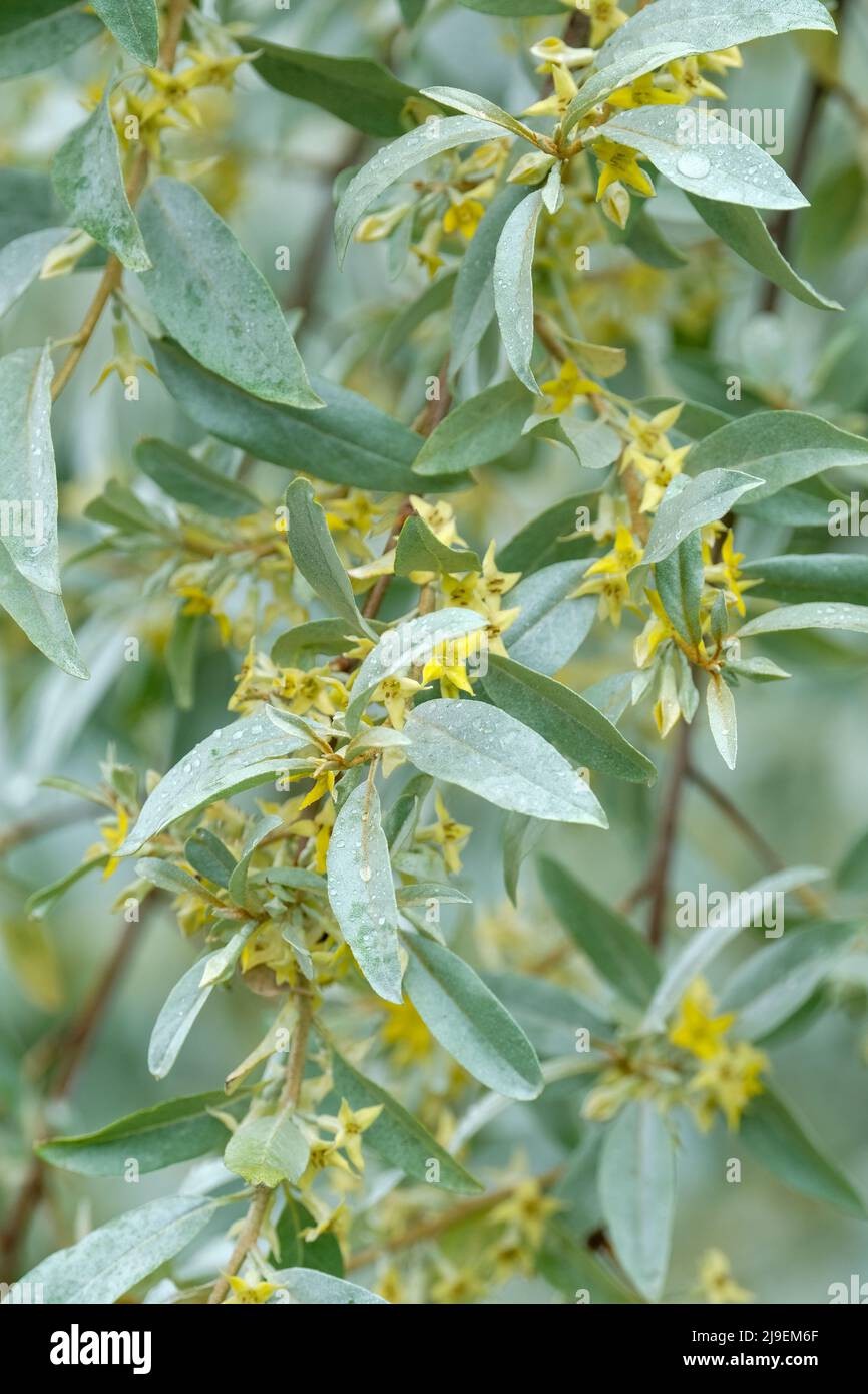 Elaeagnus angustifolia, russische Olive, Silberbeere, Oleaster oder wilde Olive. Grünlich-gelbe Blüten im frühen Frühjahr Stockfoto