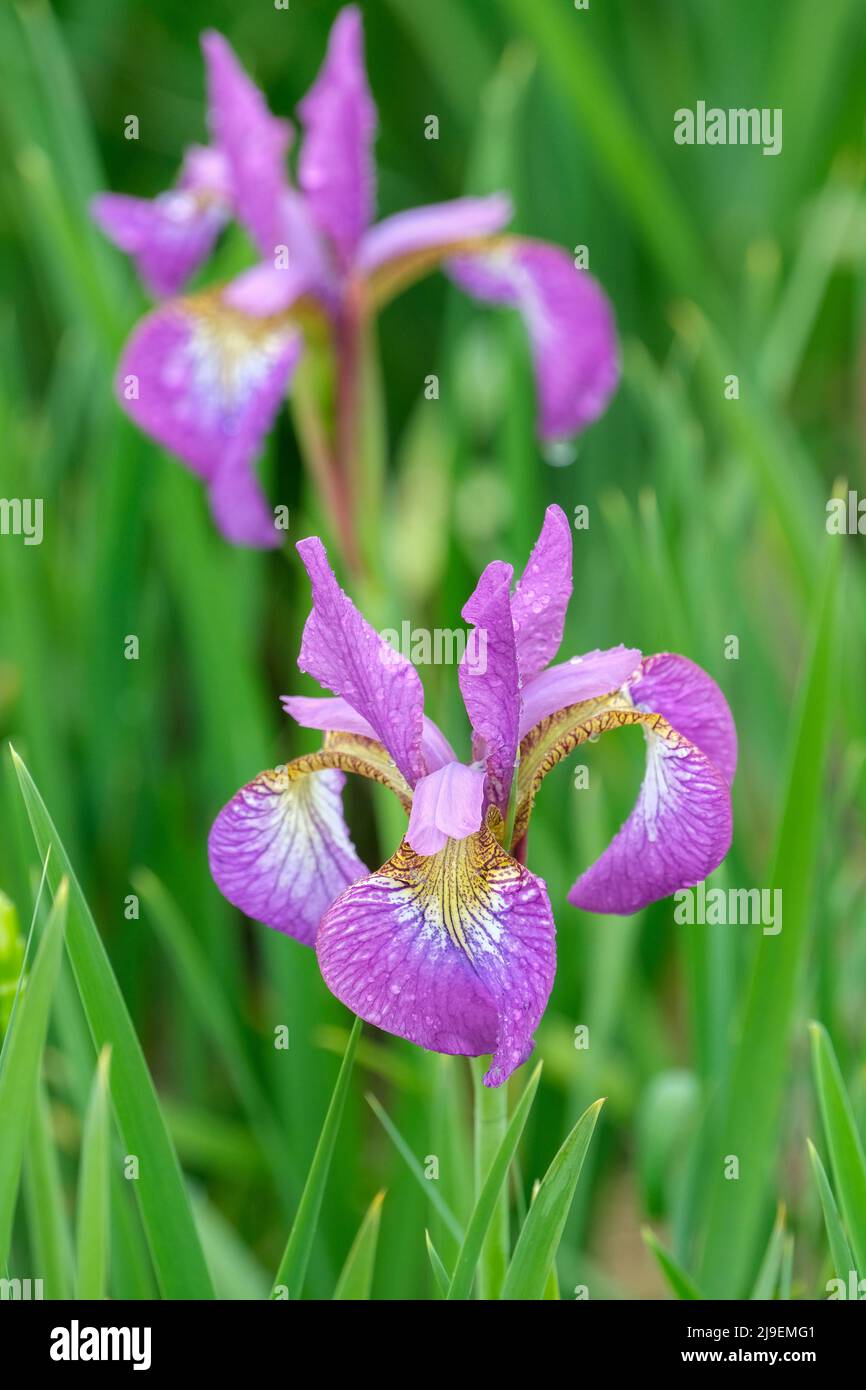 Iris „Sparkling Rose“, Sibirische Iris „Sparkling Rose“, Iris sibirica „Sparkling Rosé“, rosa-blaue Blüten Stockfoto