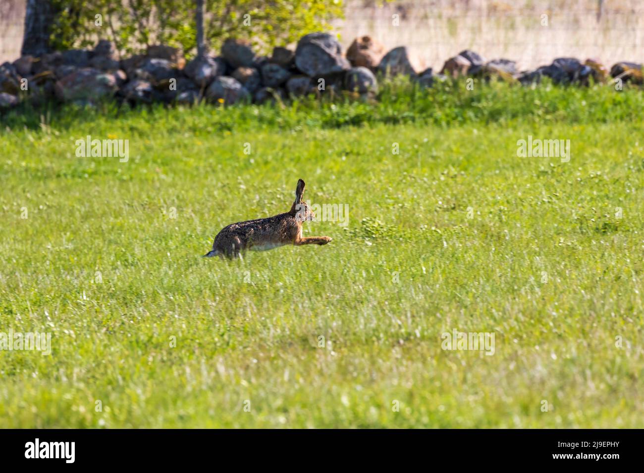 Springender Hase auf einer Graswiese Stockfoto