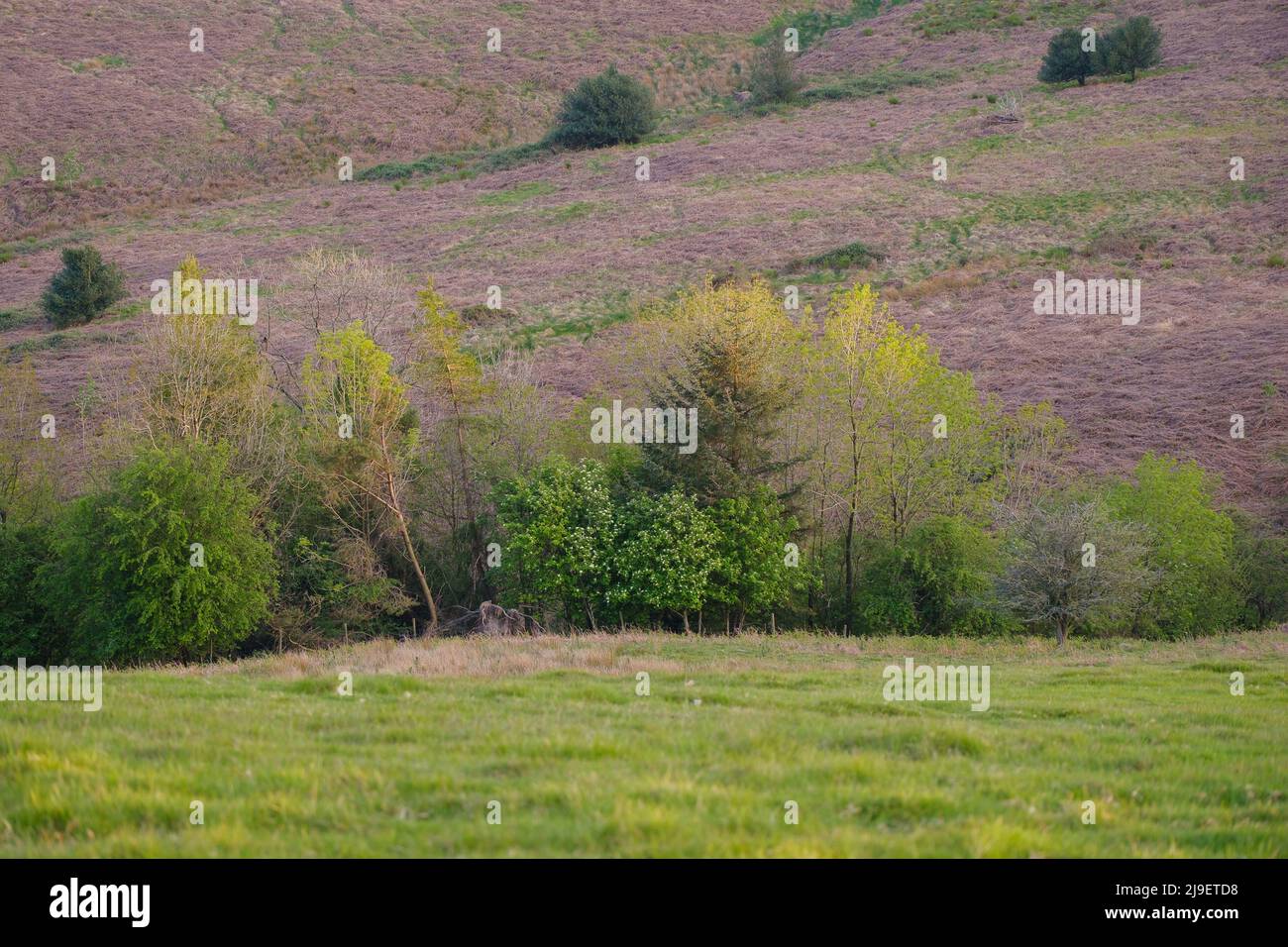 Hochland-Sträucher mit frischen grünen Blättern und blühen im warmen Frühlings-Susnet-Licht. Shropshire Hills in Großbritannien Stockfoto