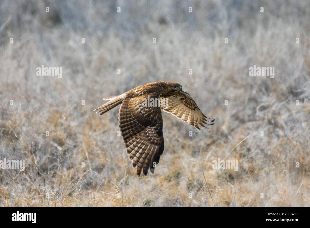 Wunderschöner Red Tailed Hawk im Flug, Utah, USA Stockfoto