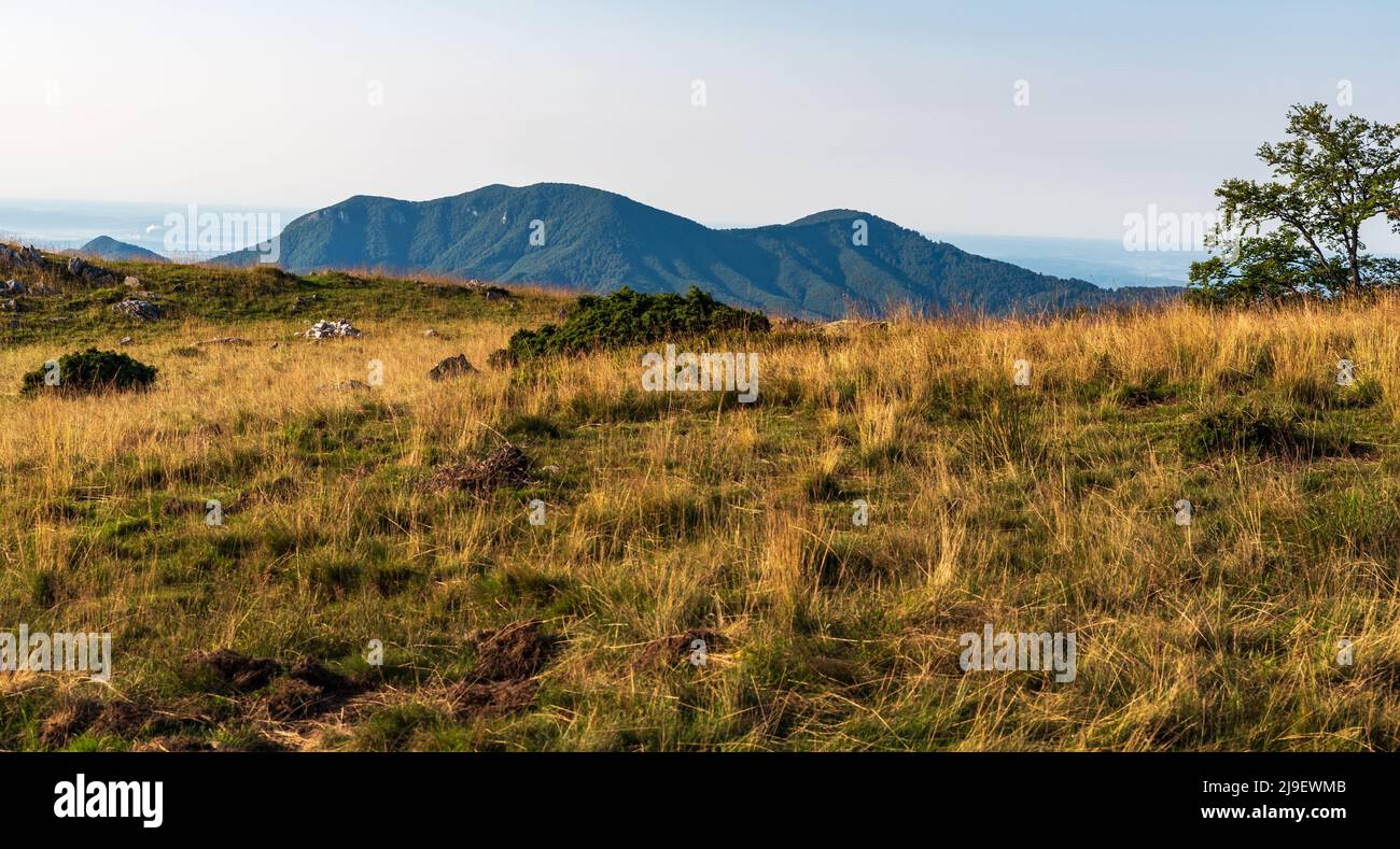 Schöne Karpaten in Rumänien mit Bergwiese und dorest bedeckten Hügeln mit wenigen Felsen - Blick beim Wandern auf den Oslea-Hügel im Valcan Mo Stockfoto