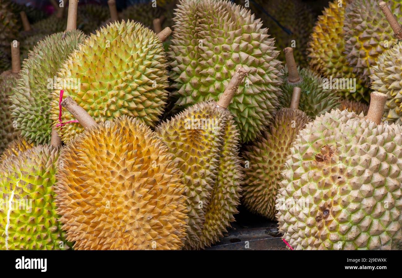 Nahaufnahme der Durischen Früchte (Durio zibethinus) Stockfoto