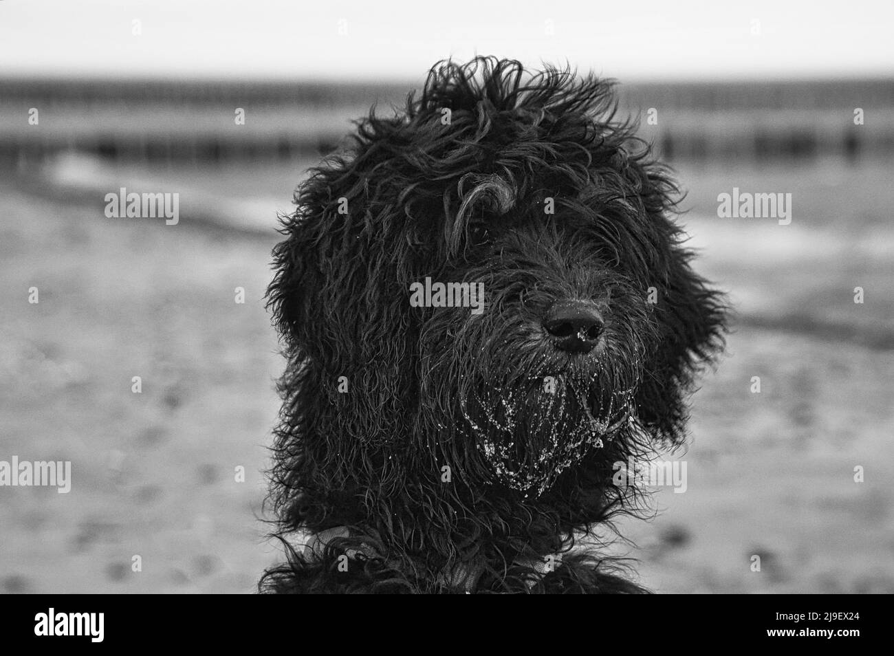 Godendoddle in schwarz-weiß im Portrait am Ostseestrand. Hunde geschossen . Tierfoto. Detailreiche Aufnahme. Stockfoto