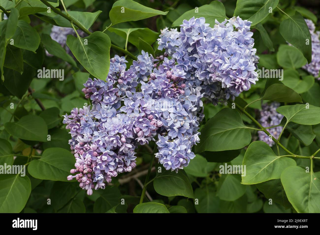 Blühende Blüten der Gemeinen Flieder Syringa vulgaris 'Marechal Lannes', blühende Pflanze in der Olivenfamilie Oleaceae. Stockfoto