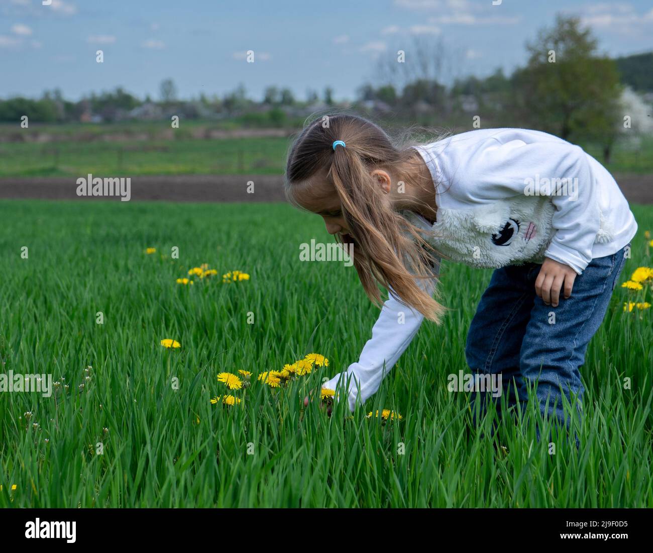 Nettes kleines Mädchen pflücken gelbe Blumen auf einem grünen Feld an sonnigen Tag Stockfoto