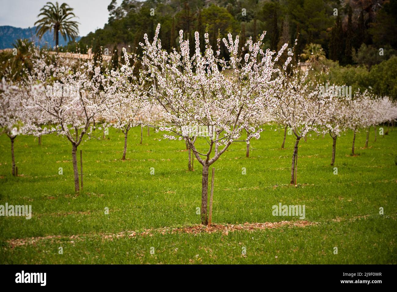 Mandelblüte auf Mallorca Stockfoto