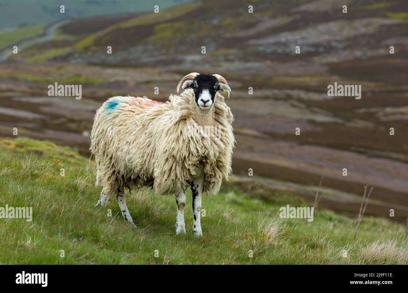 Swaledale-Mutterschafe stand in natürlichem Moorgebiet mit Gräsern und Patchwork-Heidekraut in der Nähe von Gunnerside in North Yorkshire. Swaledale Schafe sind heimisch Stockfoto