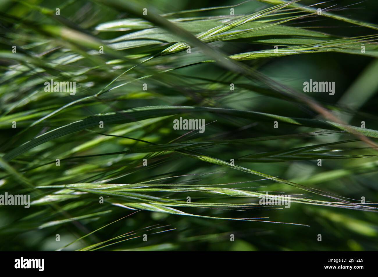 Makrofotografie von Pflanzen am sonnigen Frühlingstag Stockfoto