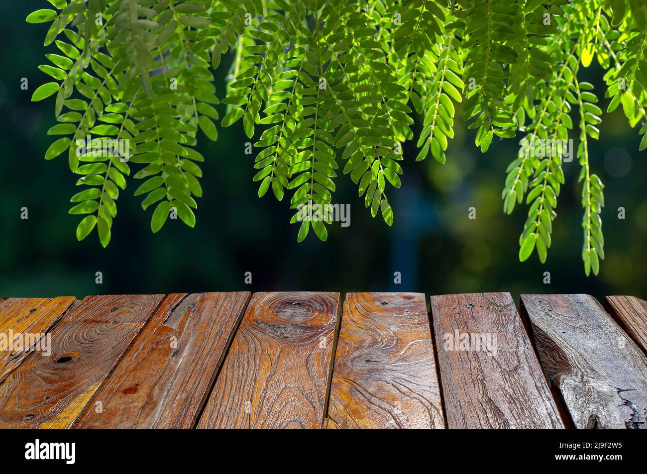 Altes Teakholz leerer Tisch vor Fluss Tamarinde (Leucaena leucocephala) grüne Blätter Stockfoto