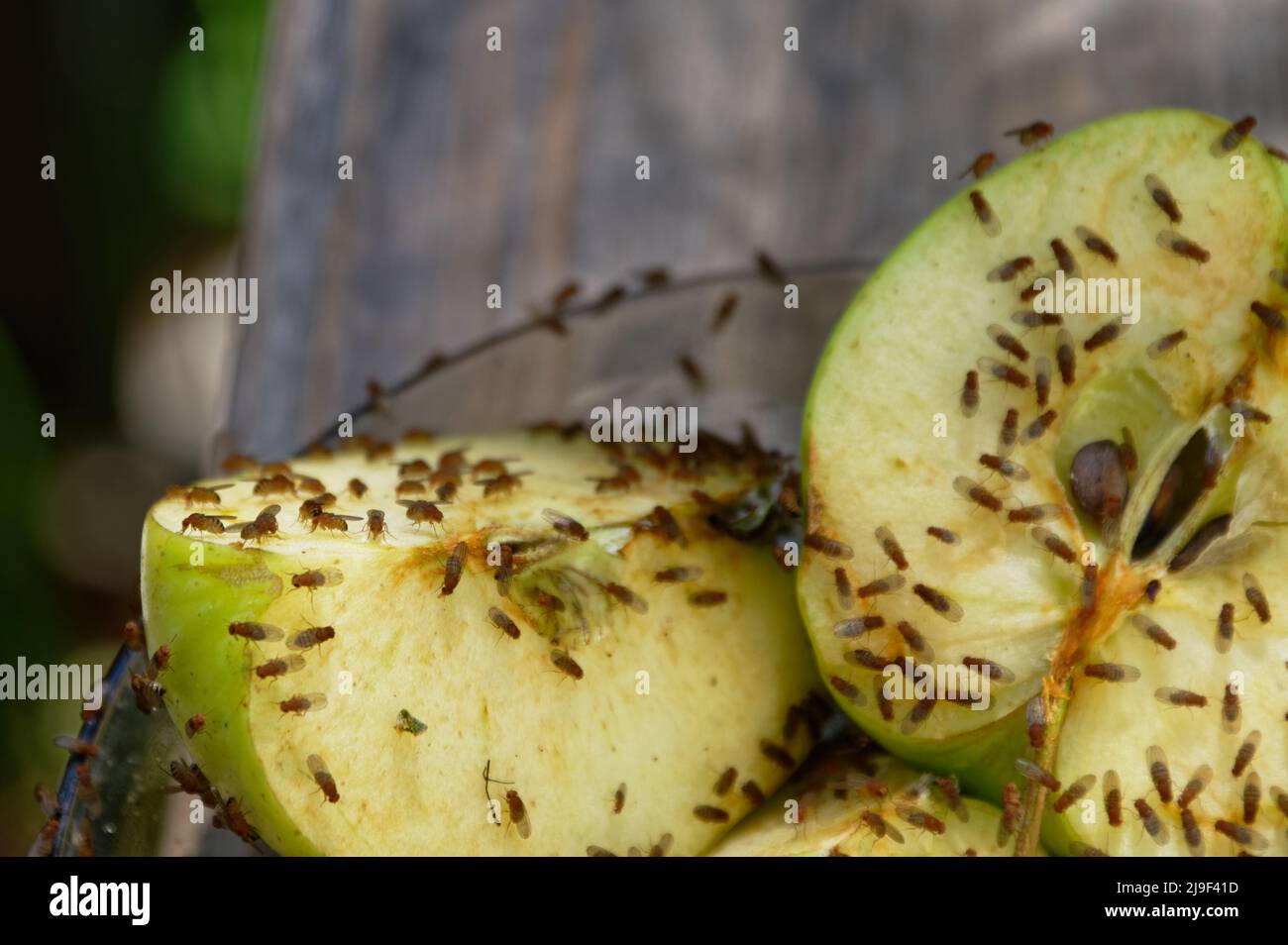 Äpfel, die halbiert wurden, wurden übrig gelassen, um die Fruchtfliegen anzuziehen Stockfoto