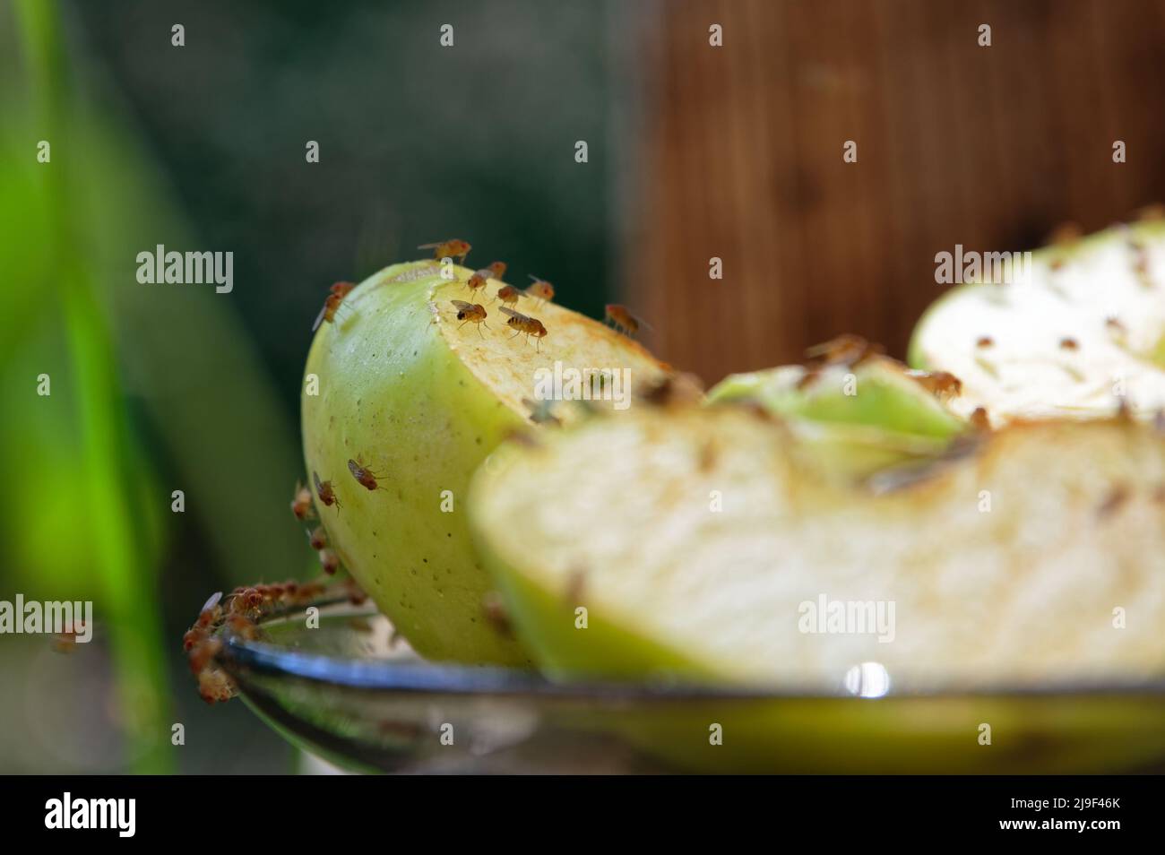 Fütterungszeit auf dem Apfel versammeln sich Fruchtfliegen, um etwas zu essen zu genießen Stockfoto