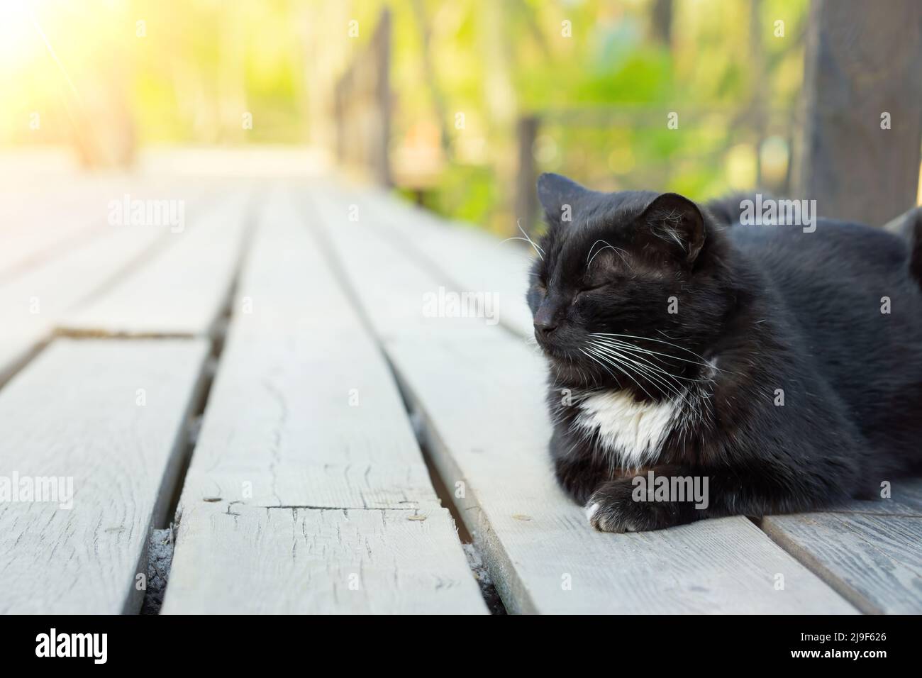 Schwarze Katze sonnt sich auf einer hölzernen Plattform im Freien in der Sonne Stockfoto