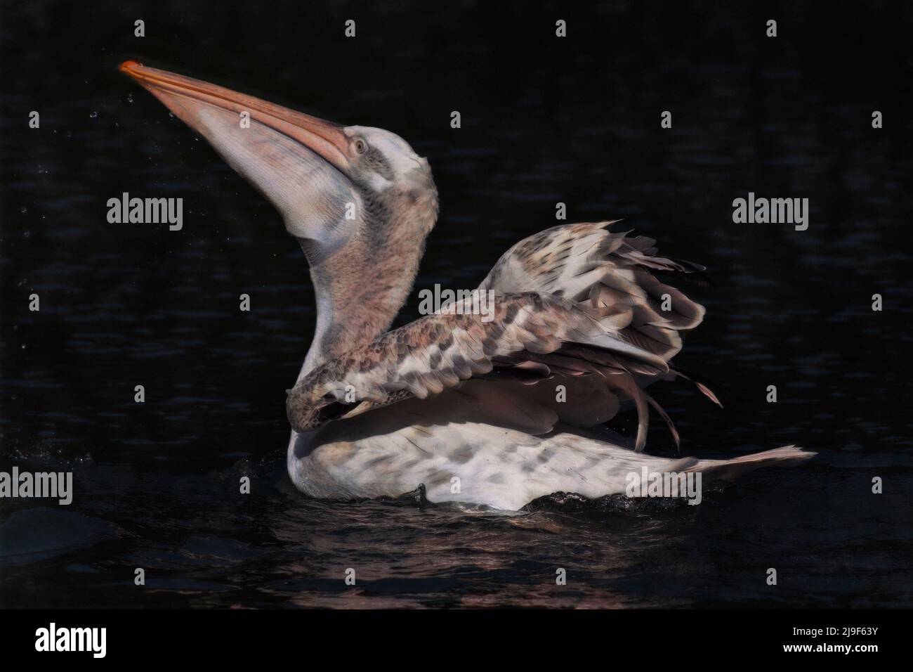Mixed-Media-Fotografie und digitales Kunstbild eines Pelikans, der einen Fisch verschluckt Stockfoto